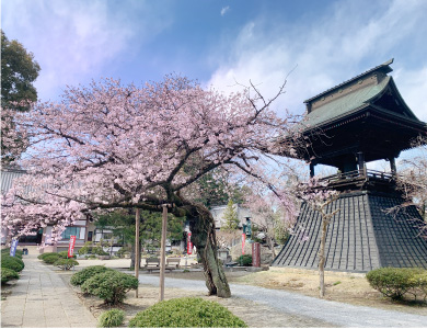 桜の季節の鐘桜